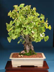 Ginkgo Biloba Bonsai